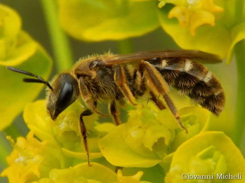 Apidae Halictinae: Halictus sp.